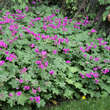 Geranium macrorrhizum 'Czakor': Bild 1/1