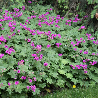 Geranium macrorrhizum 'Czakor'