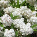 Spiraea cantoniensis 'Lanceata' - Gefülltblühende Brautspiere
