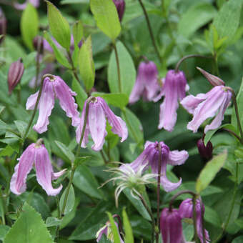 Clematis integrifolia 'Floris V'