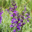 Lobelia siphilitica: Bild 1/1