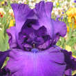 Iris germanica 'Navy Strutt': Bild 1/1