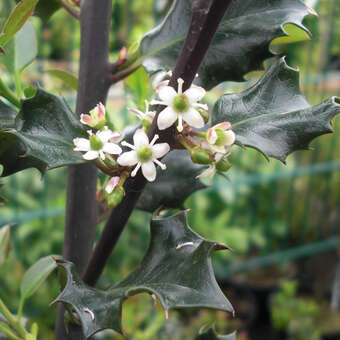 Ilex meserveae 'Blue Angel'