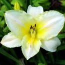 Hemerocallis 'Arctic Snow' - Taglilie