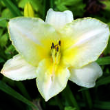 Hemerocallis 'Arctic Snow' - Taglilie