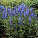 Salvia nemorosa 'Blauhügel' - Ziersalbei