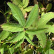 Potentilla palustris (Syn. Comarum): Bild 1/1