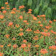 Euphorbia griffithii 'Fireglow': Bild 1/6