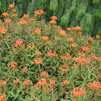 Euphorbia griffithii 'Fireglow'