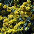 Solidago sphacelata 'Golden Fleece': Bild 3/3