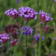 Verbena bonariensis: Bild 1/8