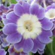Primula auricula 'Fridl': Bild 4/5