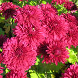 Chrysanthemum koreanum 'Purple Waters' - Herbstchrysantheme