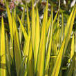Yucca flaccida 'Golden Sword': Bild 7/8