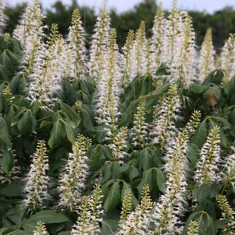 Aesculus parviflora