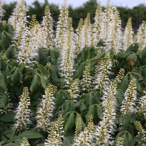 Aesculus parviflora: Bild 1/8 Aesculus parviflora: Bild 1/8