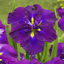 Iris ensata 'Blueberry Pie' - Japanische Sumpfschwertlilie