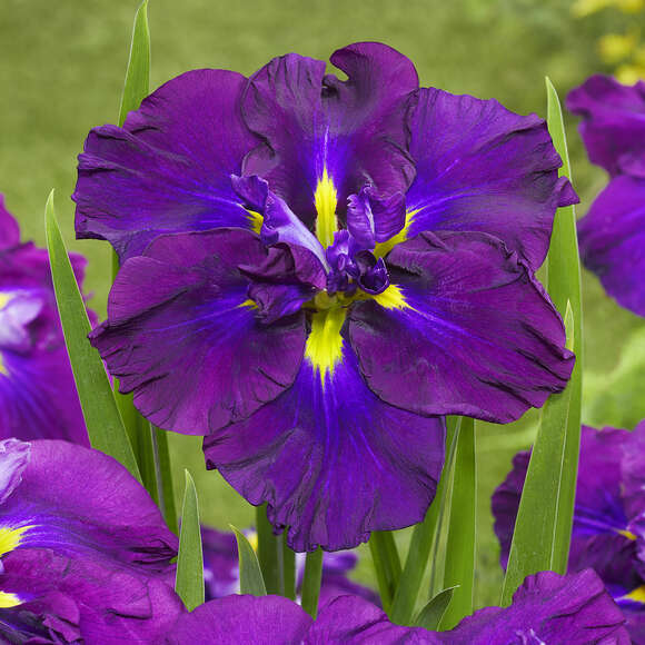 Iris ensata 'Blueberry Pie': Bild 2/2 Iris ensata 'Blueberry Pie': Bild 2/2
