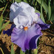 Iris germanica 'Revolution': Bild 2/2