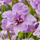 Iris sibirica 'Pink Parfait' - Sibirische Schwertlilie