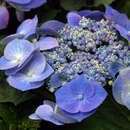 Tellerhortensie - Hydrangea macrophylla 'Teller Blau'
