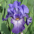 Iris germanica 'Purple Pepper'': Bild 2/2