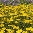 Anthemis tinct. 'Charme': Bild 1/3
