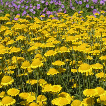 Anthemis tinct. 'Charme'
