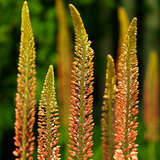 Eremurus isabellinus 'Cleopatra' - Steppenkerze