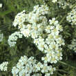 Achillea millefolium 'Schneetaler': Bild 1/2