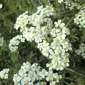 Achillea millefolium 'Schneetaler'