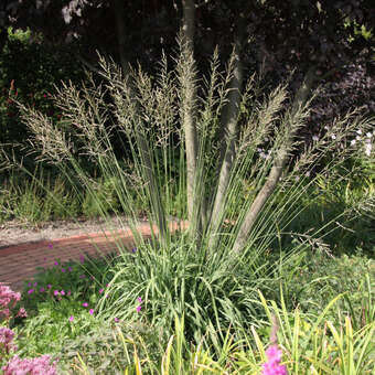 Molinia arundinacea 'Transparent'