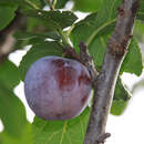 Prunus domestica 'Graf Althans Ringlotte' - Ringlotte