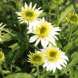 Echinacea purpurea 'Meringue': Bild 6/7