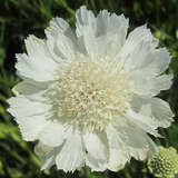 Scabiosa caucasica 'Miss Willmott' - Knopfblume, Skabiose