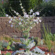 Salvia argentea: Bild 4/4