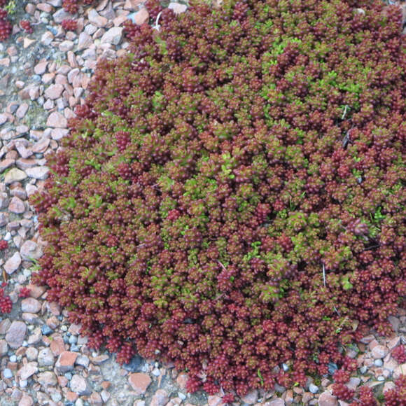 Sedum album 'Coral Carpet': Bild 9/9 Sedum album 'Coral Carpet': Bild 9/9