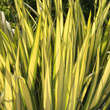 Yucca flaccida 'Golden Sword': Bild 4/8