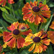 Helenium 'Waltraut': Bild 2/8