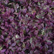 Ajuga reptans 'Rainbow': Bild 3/3