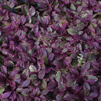 Ajuga reptans 'Rainbow': Bild 3/3