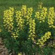 Baptisia 'Lemon Meringue': Bild 1/2