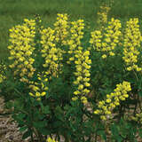 Baptisia 'Lemon Meringue' - Gelbe Indigolupine