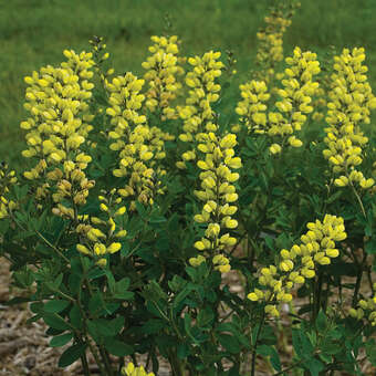 Baptisia 'Lemon Meringue'