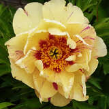 Paeonia Itoh-Hybr. 'Lollipop' - Pfingstrose Intersectional-Hybride