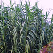 Arundo donax: Bild 2/4