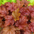 Heuchera 'Peach Flambe': Bild 1/4