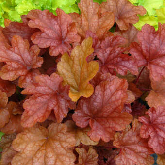 Heuchera 'Peach Flambe'