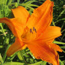 Hemerocallis 'Burning Daylight' - Taglilie