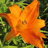 Hemerocallis 'Burning Daylight' - Taglilie